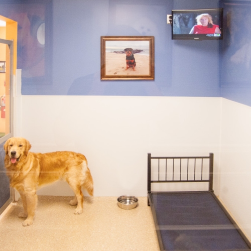 Photo Gallery | Luxury Dog Hotel