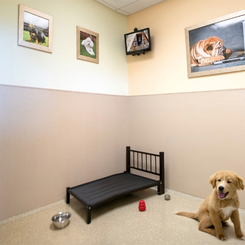 Photo Gallery | Luxury Dog Hotel