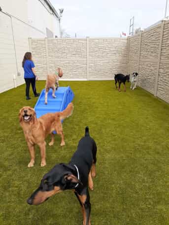 malvern large dog daycare playground