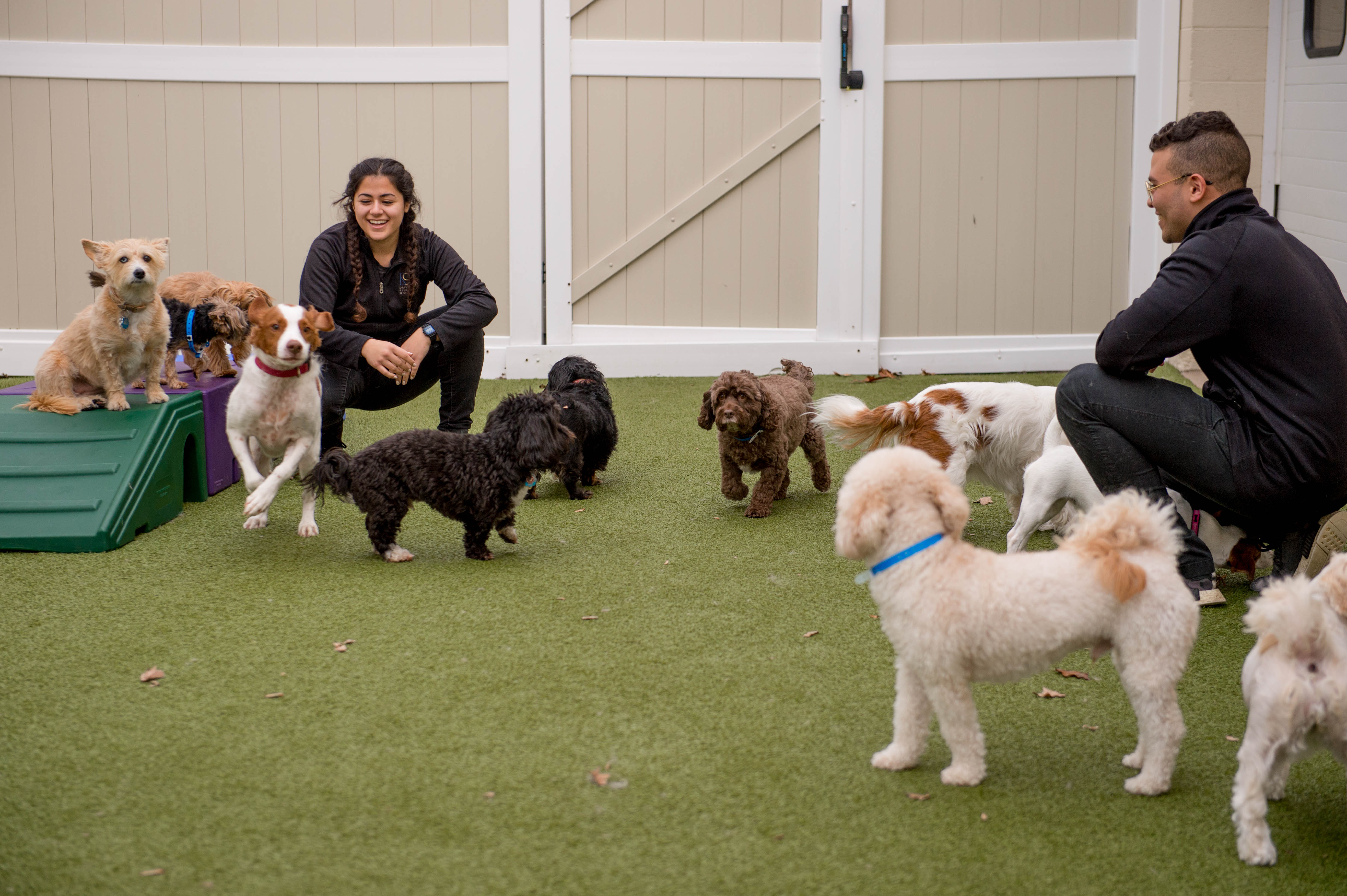 Doggie Daycare In Fairfield K9 Resorts Luxury Pet Hotel