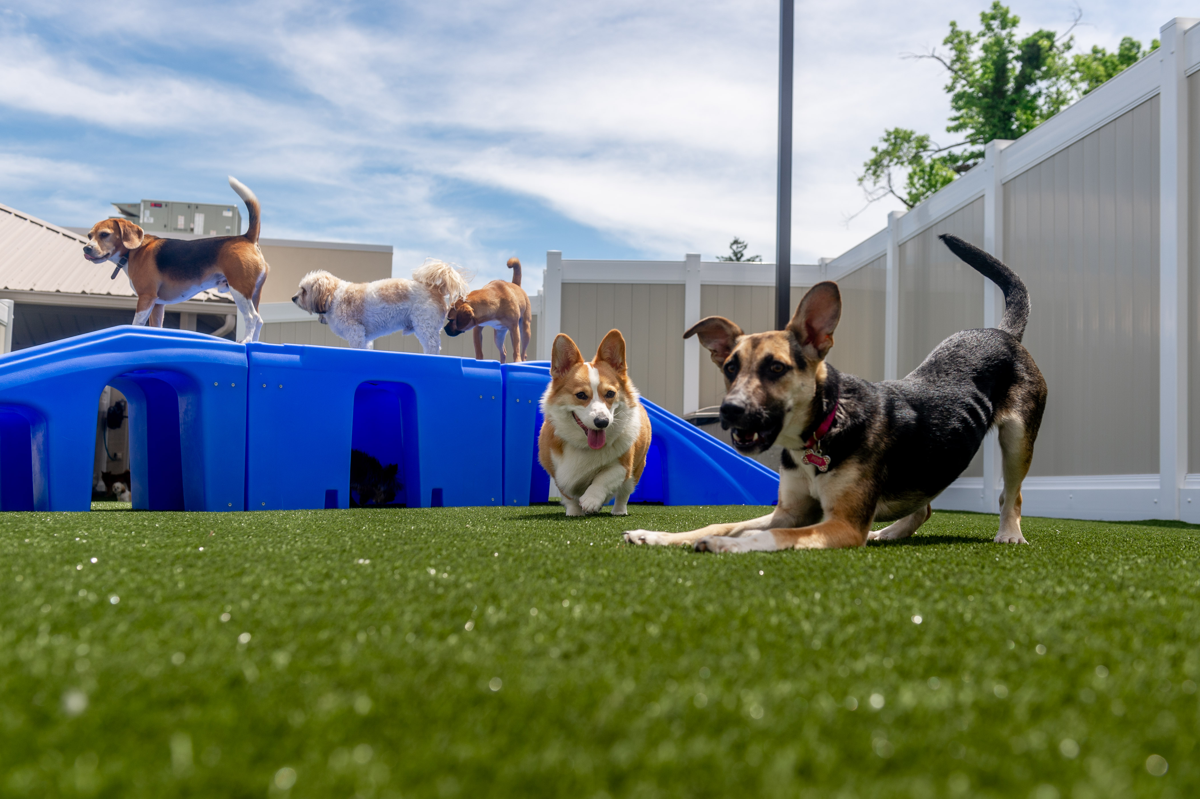 dogs-playing-in-courtyard-at-fanwood-dog-care-facility