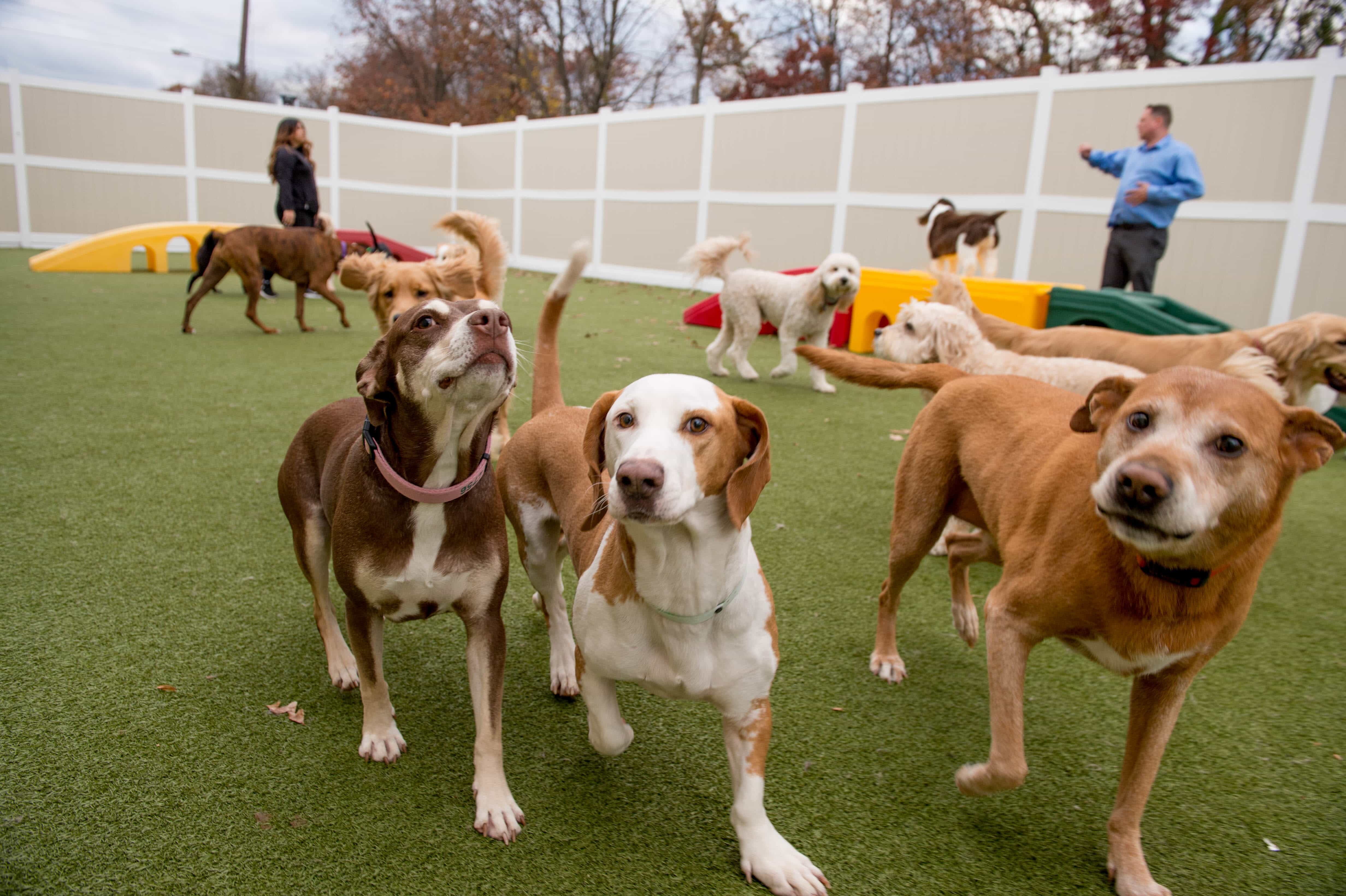 Dog Kennels Mt Pleasant Sc Wide Mental Malt Nosybe creation