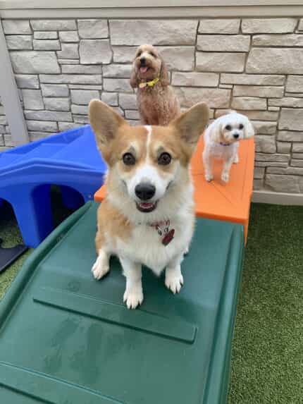 small dogs playing at dog daycare