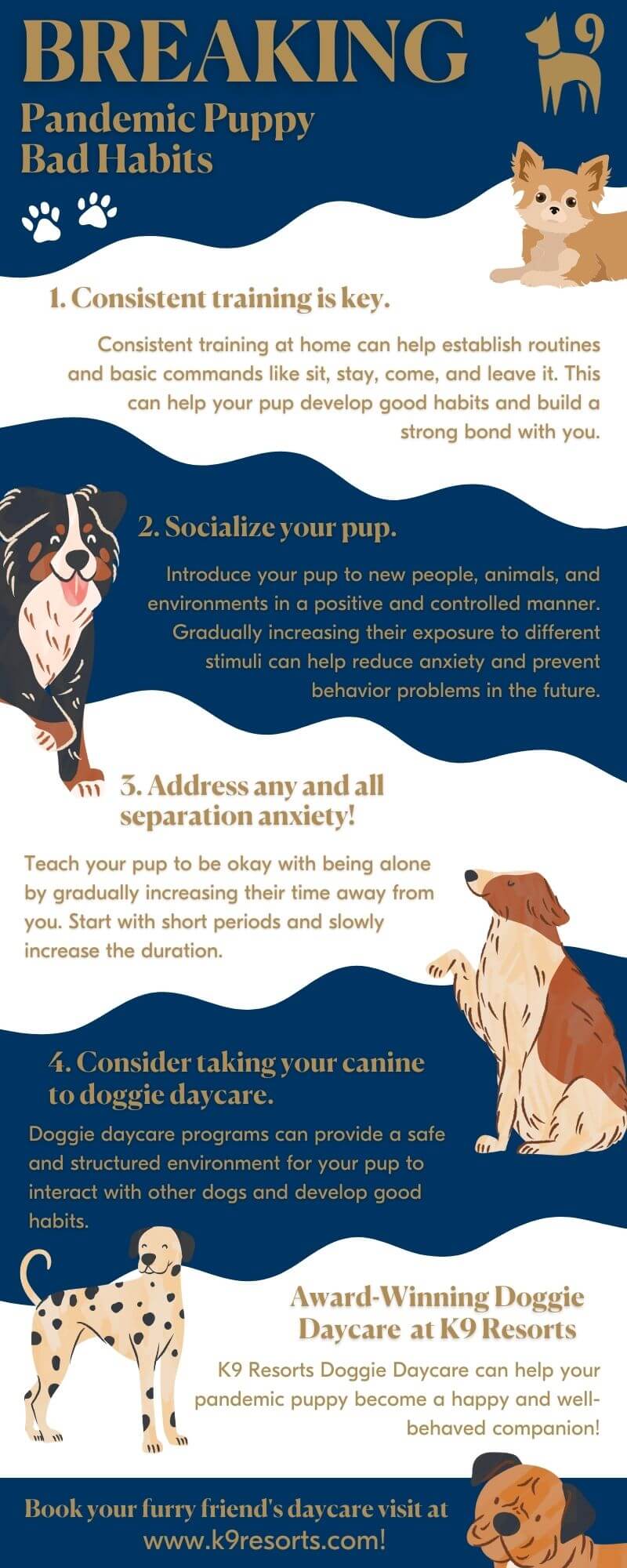 Puppy Behavior and Training - Dealing with Undesirable Behavior