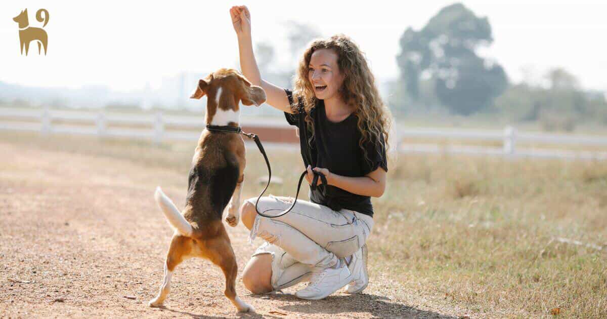 Destructive Dog? Bored Dog? 10 Ideas to Redirect that Mental and Physical  Activity - Alexandria Pet Care: Pet Sitting, Dog Walking, and Dog Training