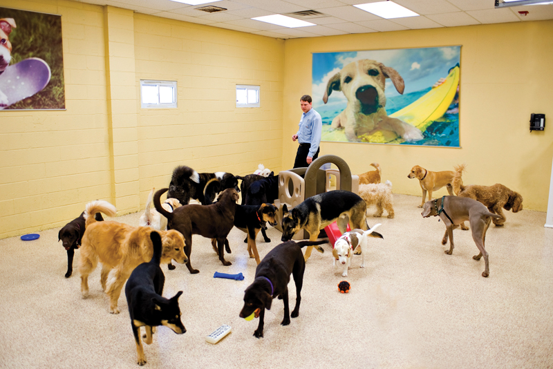 A group of dogs spending time together at large dog daycare in Wellington, Florida