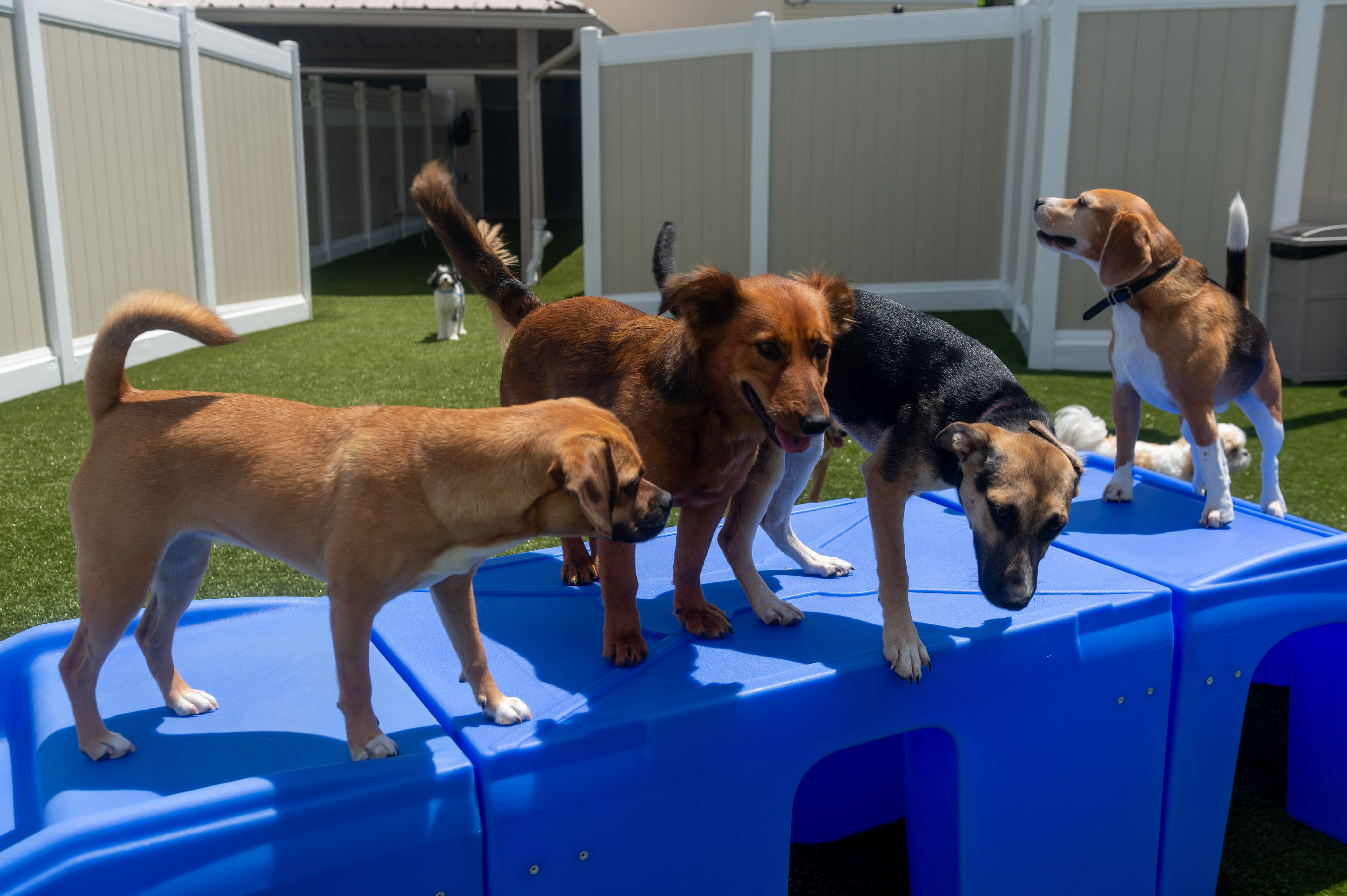 Photo Gallery | Cherry Hill Dog Daycare